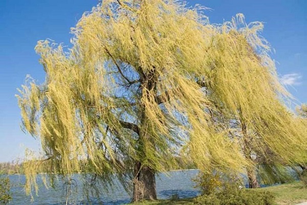 Cây Liễu: Đặc điểm, phân loại, ý nghĩa phong thủy và cách trồng - 7