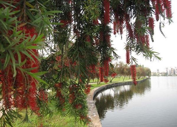 Cây Liễu: Đặc điểm, phân loại, ý nghĩa phong thủy và cách trồng - 6