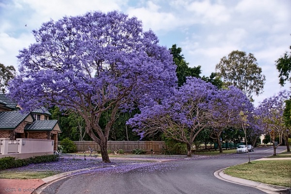 Cây Phượng Tím là cây cảnh bóng mát đẹp mắt nên trồng