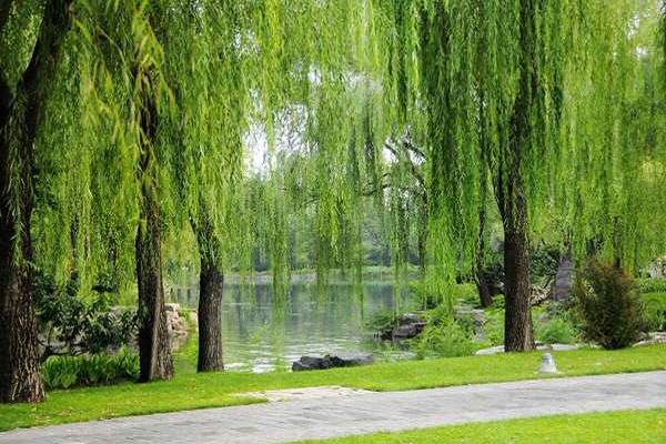 Cây Liễu có nhiều công dụng và ý nghĩa tốt đẹp trong đời sống