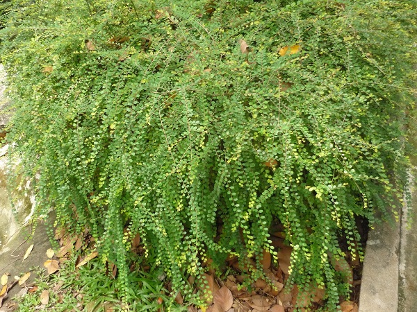 Cây Liễu: Đặc điểm, phân loại, ý nghĩa phong thủy và cách trồng - 9