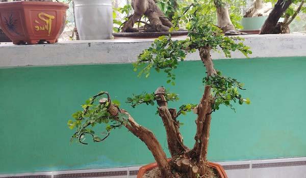 Cây Liễu: Đặc điểm, phân loại, ý nghĩa phong thủy và cách trồng - 4