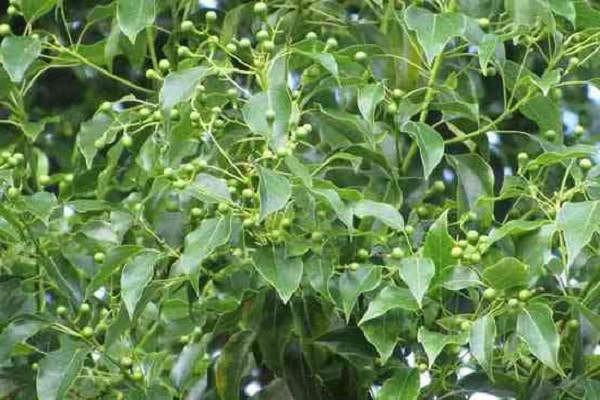 Cây Long Não là loại cây cảnh bóng mát nên trồng trong vườn nhà bạn