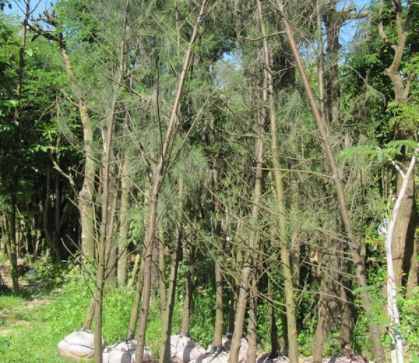 Cây Liễu: Đặc điểm, phân loại, ý nghĩa phong thủy và cách trồng - 8