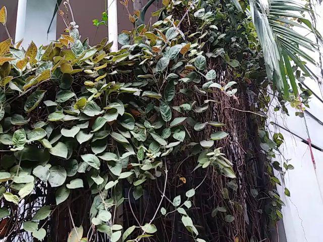 Cây mơ lông mọc dại hoặc được trồng làm hàng rào ở các vùng quê Việt Nam