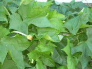 Xem ăn chơi - Loại lá bỏ đi trở thành đặc sản được chị em nội trợ "săn lùng", giá 150.000 đồng/kg