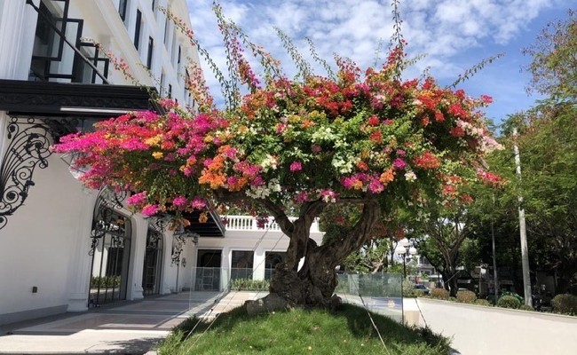 Cây hoa giấy 5 màu có giá tiền tỷ.