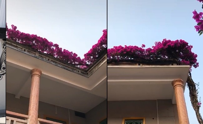 Giàn hoa giấy khủng amp;#34;quay mãi không thấy ngọnamp;#34; được định giá 7 tỷ: CĐM ngỡ ngàng với sự thật - 1