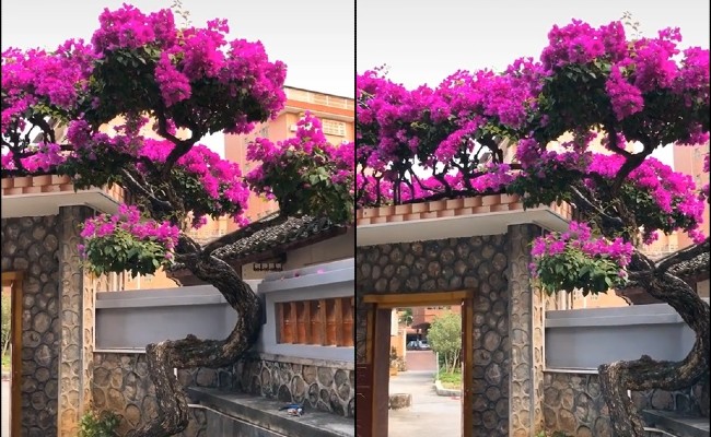 Hình ảnh cây hoa giấy men từ cổng lên lan can tầng 2.