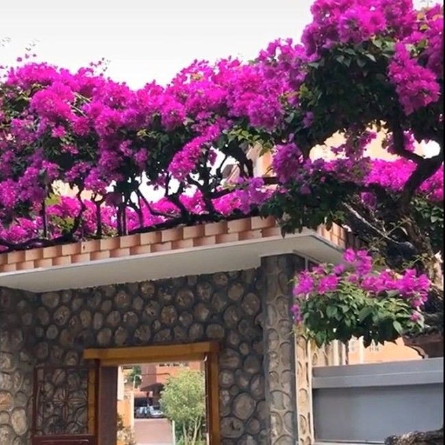 Cây hoa giấy uốn lượn độc lạ.