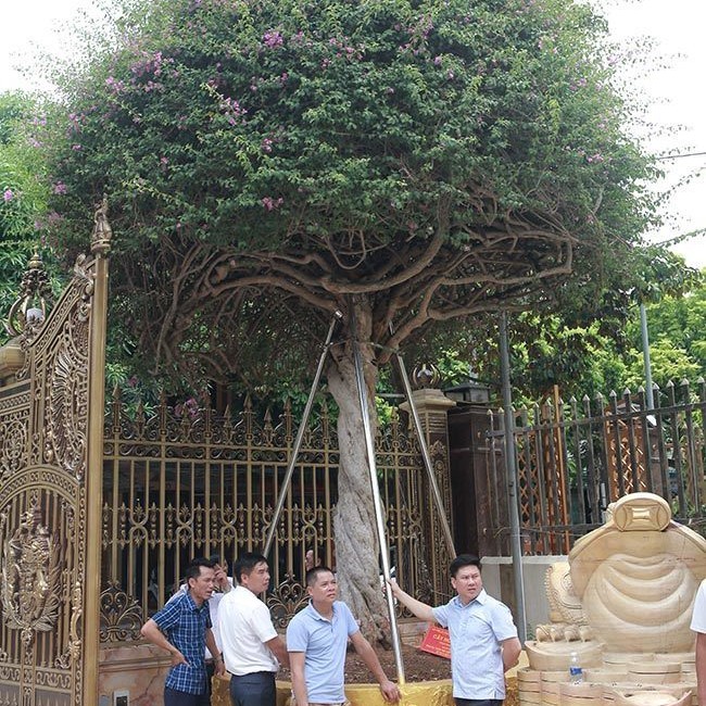 Đại gia Toàn Đô La bên cây hoa giấy 2,8 tỷ.