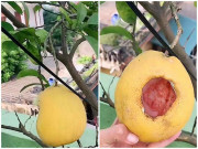 Nhà đẹp - Vất vả chăm cây bưởi để dành, đến lúc thu hoạch thanh niên gặp cái kết "khóc thét"