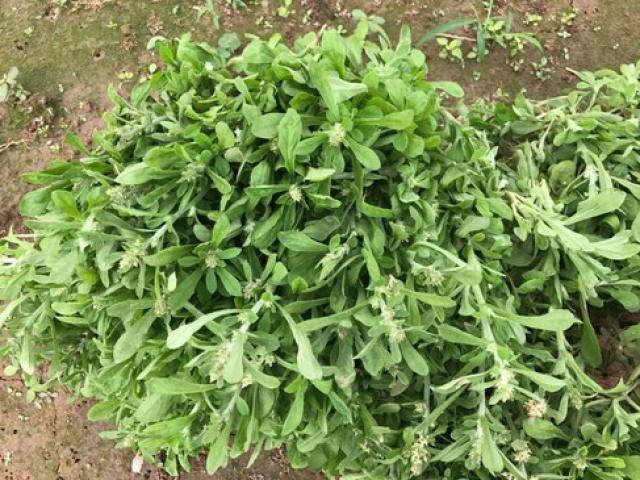 Loại rau xưa cho không ai hái, giờ thành đặc sản được chị em săn lùng, giá 70.000 đồng/kg