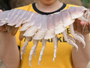 Xem ăn chơi - Loại bọ xấu xí nhìn thấy ghê nhưng ngon hơn tôm hùm, 4 triệu/kg nhưng có tiền cũng khó mua