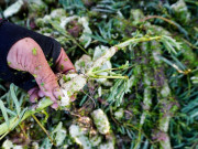 Tiêu dùng - Loại rau bỏ đi giờ thành đặc sản chị em nội trợ "săn lùng", 90.000đồng/kg có tiền cũng khó mua