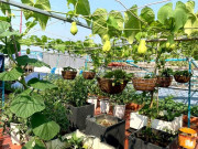 Nhà đẹp - Nhiều lần mất trắng vườn vì mưa bão, mẹ Đà Nẵng quyết tâm phục thù, được sân thượng mướt xanh