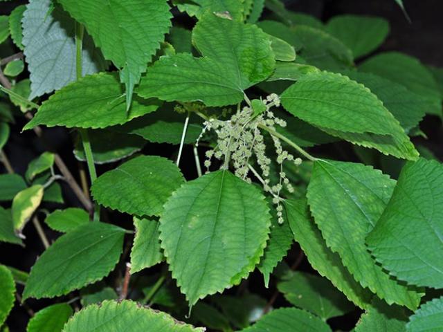 Loại lá xưa đầy không ai hái, giờ thành đặc sản được chị em ưa chuộng, giá 300.000/kg