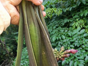 Xem ăn chơi - Loại quả dại chẳng mấy ai biết là đặc sản Nghệ An, dân thành phố lùng mua mà không có