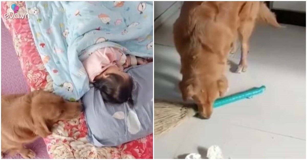 View - Chú chó đảm đang "gánh” cả nhà còng lưng: Biết dọn dẹp, lau sàn, đắp chăn cho em ngủ