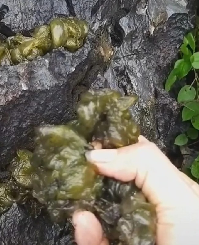 Việt Nam có món đặc sản vô cùng hiếm với tên đặc biệt, người có tiền muốn ăn cũng khó - 1