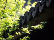 Eva tám - Người không nói 4 lời này phước lành tự tìm đến