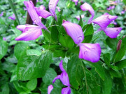 Xem ăn chơi - Loại lá xưa có đầy không ai ăn, giờ thành đặc sản chế biến nhiều món ngon, giá 60.000 đồng/kg