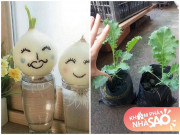Nhà đẹp - Tháng 12 trồng những loại cây lớn nhanh như thổi này, Tết cả nhà không mất tiền mua rau