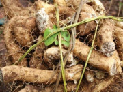 Xem ăn chơi - Loại củ xưa có đầy không ai hái, giờ thành đặc sản được chị em ưa chuộng, 150.000/kg