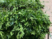 Tiêu dùng - Loại lá đặc sản ở quê giá rẻ như cho, lên thành phố 250.000đồng/kg chị em tranh nhau mua