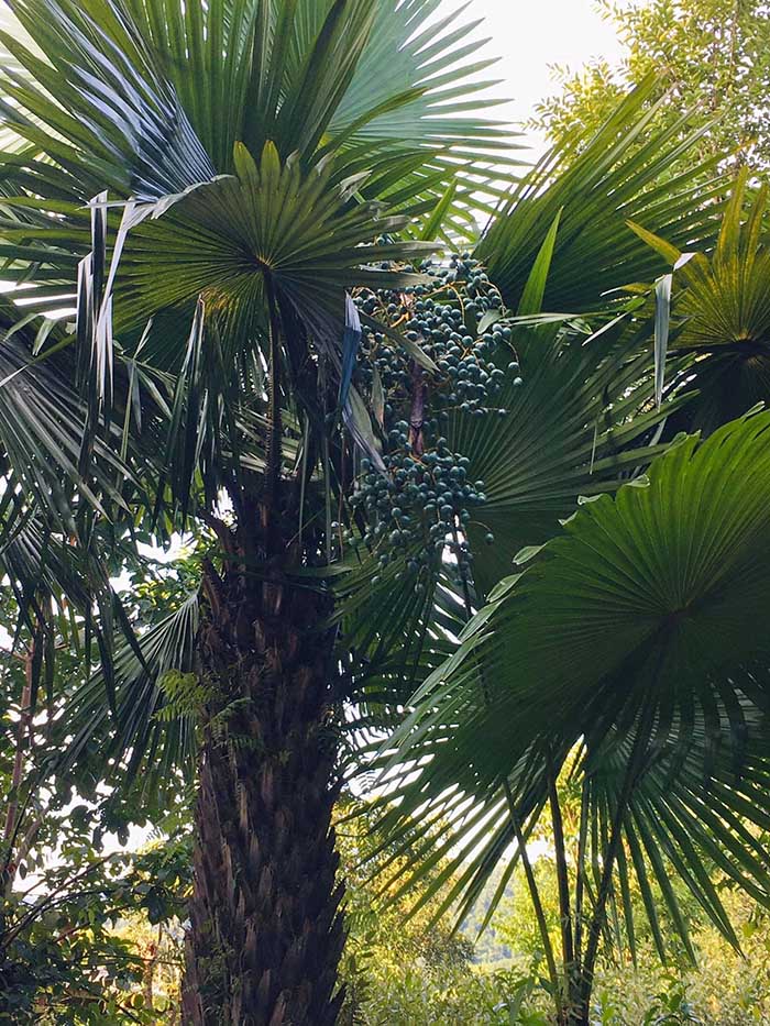 Thứ tưởng bỏ đi của cây cọ là đặc sản cực hiếm, chỉ người sành ăn mới từng nếm thử - 1