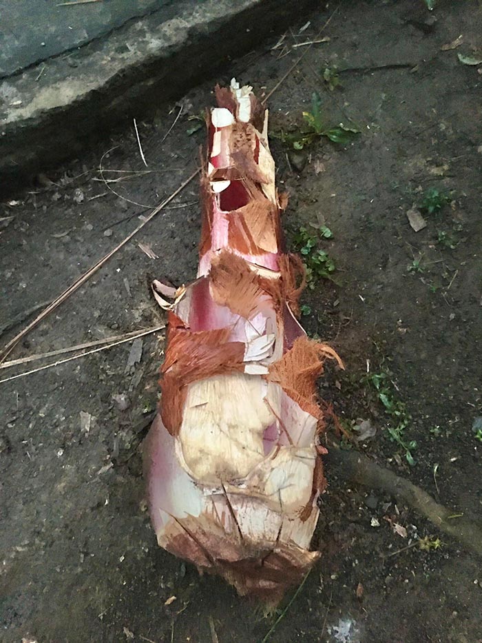 Củ hũ cọ chưa được tách hết phần thô