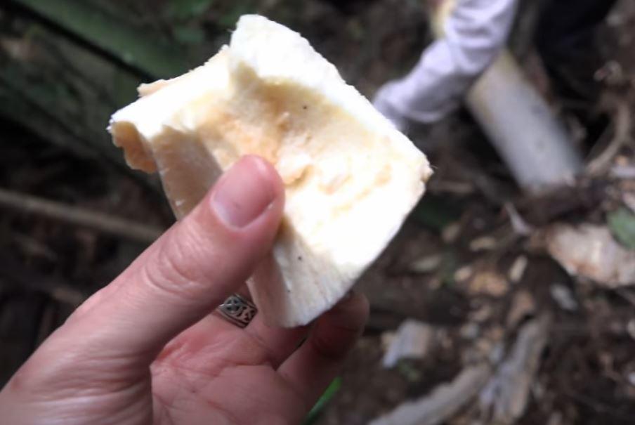 Phần gần gốc của cây sẽ ngọt nhất, khi ăn rất thơm và giòn