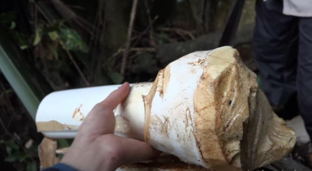 Củ hũ cọ từ cây cọ già có trọng lượng lên tới 5 - 6kg