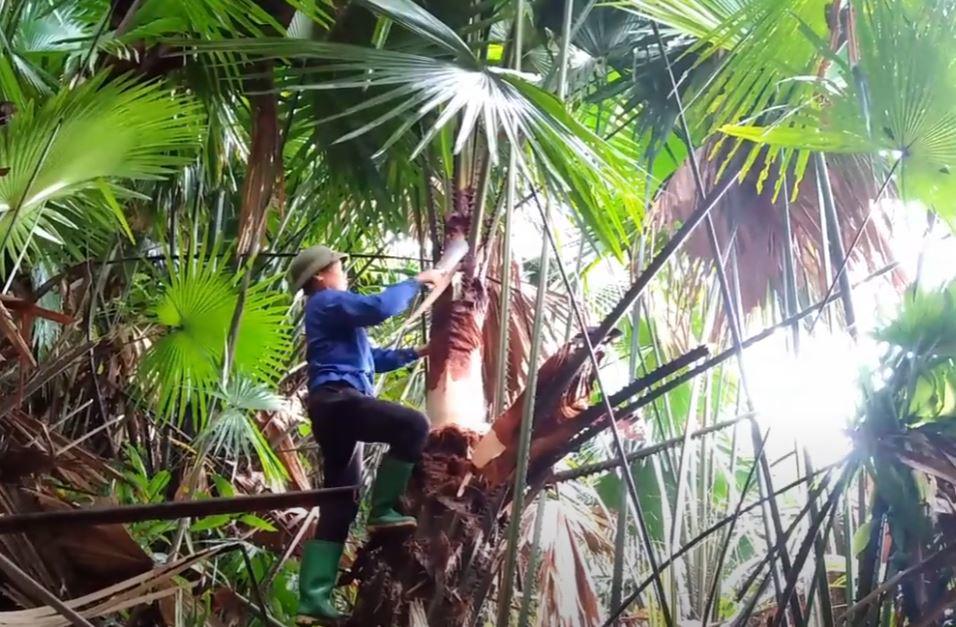 Người dân lên rừng thu hoạch củ hũ cọ từ những cây cọ rừng
