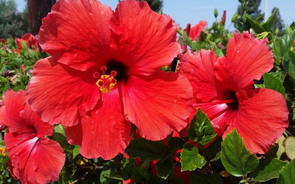 Hoa Dâm Bụt: Phân loại, ý nghĩa và cách trồng giúp hoa nở đẹp - 1