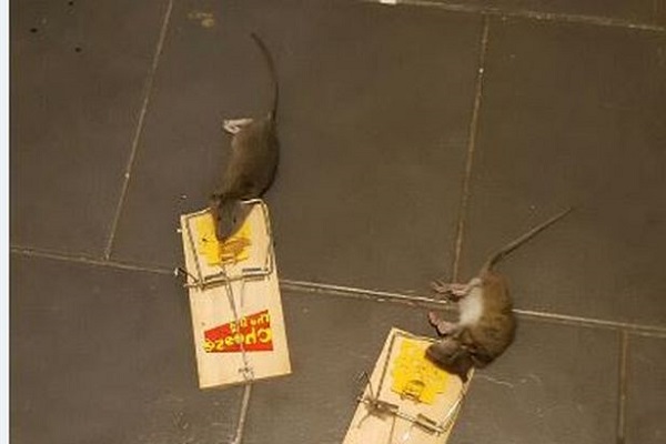 Hướng dẫn cách diệt chuột tận gốc hiệu quả an toàn - 2