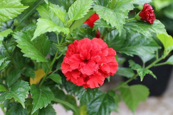 Hoa Dâm Bụt: Phân loại, ý nghĩa và cách trồng giúp hoa nở đẹp - 3