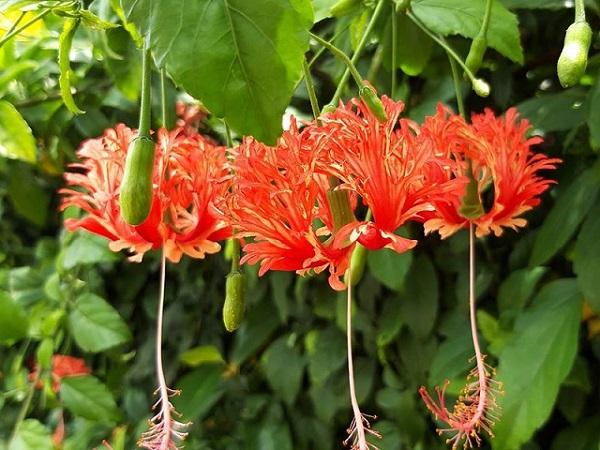 Hoa Dâm Bụt: Phân loại, ý nghĩa và cách trồng giúp hoa nở đẹp - 2