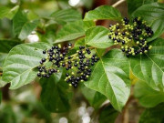 Tiêu dùng - Loại lá dại xưa rụng vứt đi, không ngờ là đặc sản hiếm 70.000đồng/kg, chị em nội trợ ưa chuộng