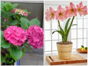 Nhà đẹp - 4 loại hoa nở từng chùm to, "ném" vào đất cũng tốt um, cho hoa quanh năm