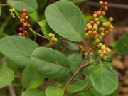 Xem ăn chơi - Loại cây xưa có đầy không ai hái, giờ thành đặc sản được "săn lùng", muốn ăn không phải dễ