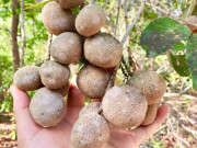 Tiêu dùng - Loại quả đặc sản xưa chín rụng vứt đi, giờ bán 100.000đồng/kg người có tiền muốn mua cũng khó
