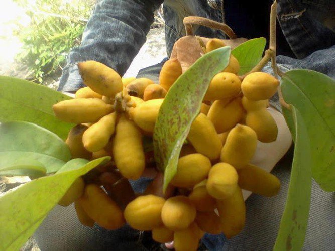 Quả dủ dẻ khi chín có màu vàng, thịt mỏng và có vị thanh.