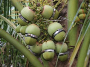 Tiêu dùng - Loại quả giá rẻ nay nhà giàu "săn lùng" trưng Tết 500.000đồng/quả, hình dáng lạ lẫm chưa từng thấy