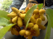 Xem ăn chơi - Loại quả xưa có đầy, giờ thành đặc sản được "săn lùng", giá 200.000/kg nhưng không có để bán