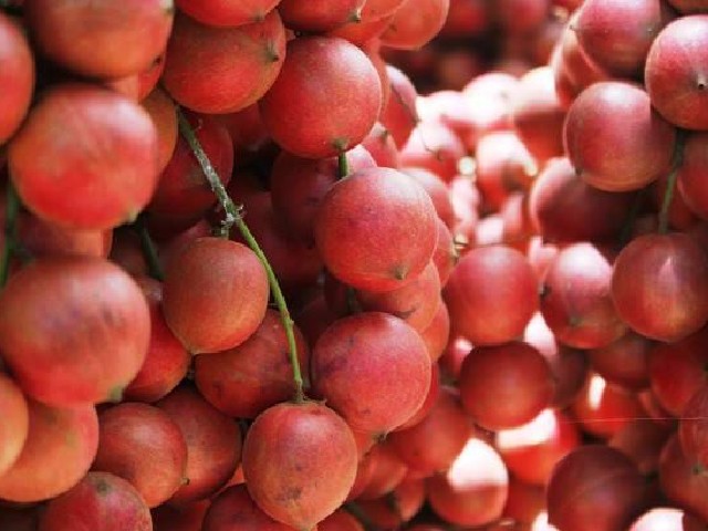 Loại quả xưa chín không thèm hái bất ngờ thành đặc sản lạ 120.000đồng/kg, chị em amp;#34;săn lùngamp;#34; ráo riết - 3