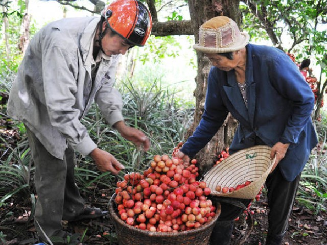 Loại quả xưa chín không thèm hái bất ngờ thành đặc sản lạ 120.000đồng/kg, chị em amp;#34;săn lùngamp;#34; ráo riết - 4