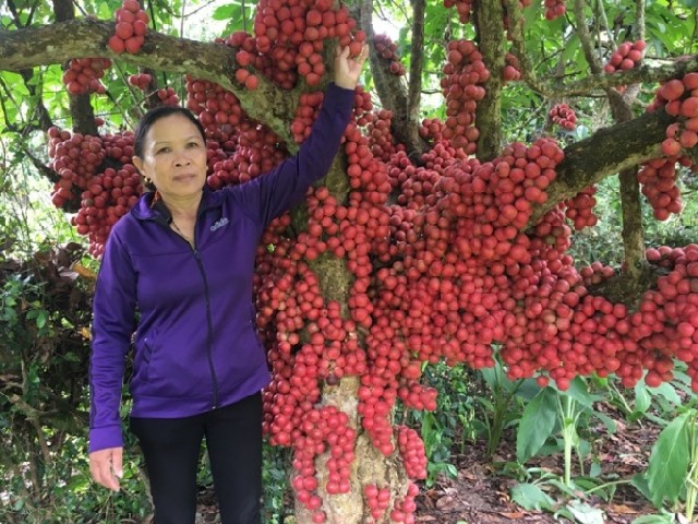 Loại quả xưa chín không thèm hái bất ngờ thành đặc sản lạ 120.000đồng/kg, chị em amp;#34;săn lùngamp;#34; ráo riết - 1