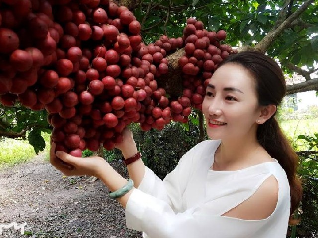 Cây lạ thu hút khách du lịch đến thăm quan và mua trái đỏ về làm quà.