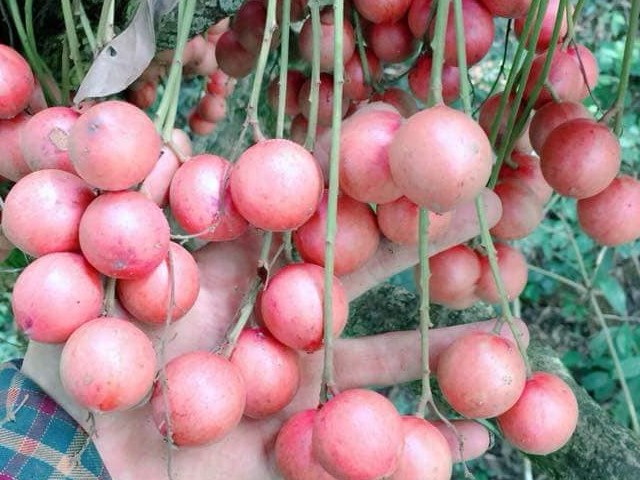 Quả đỏ trông lạ mắt, ăn có vị ngọt, thơm ngon